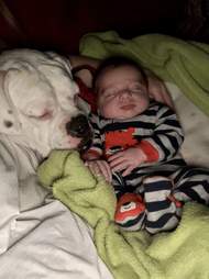 Dog cuddles baby