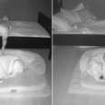 Camera Captures Little Boy Sneaking Out Of Bed To Sleep With His Dog