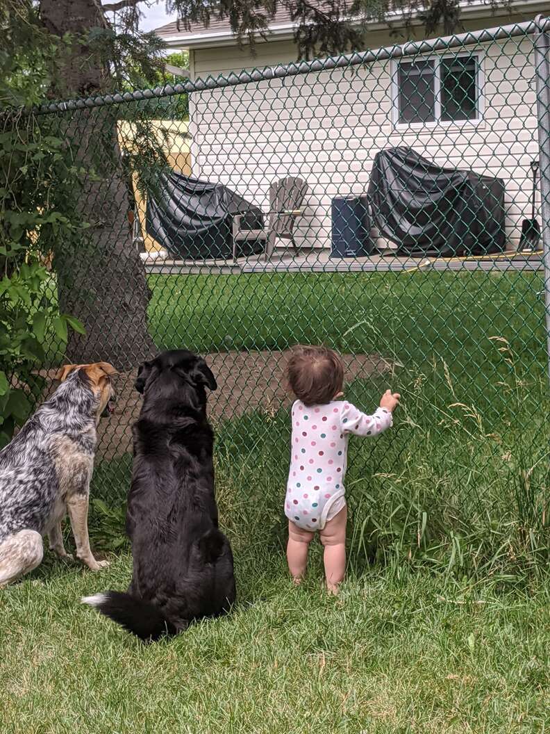 Little girl waits with dogs for treats