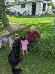 Toddler begs for treats with dogs