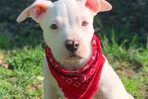 Little Pittie Puppy Is Determined To Run On His Own