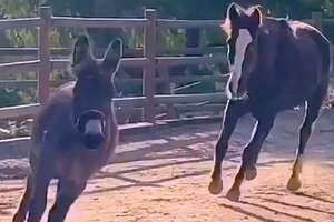 Rescued Wild Horse Loves To Play With A Little Donkey