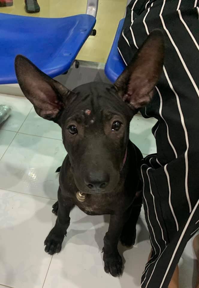 kelpie border collie puppy