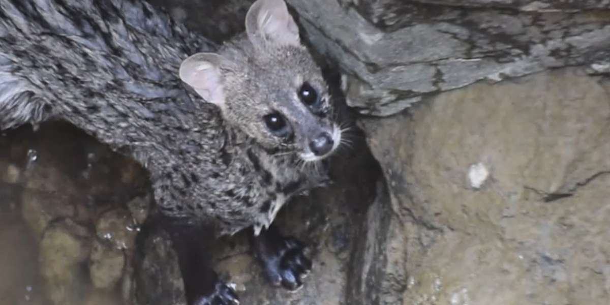 Scared Civet Cat Gets Lifted Out Of Well Videos The Dodo