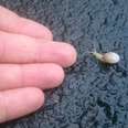 Guy Stops To Help Baby Snail Cross Road