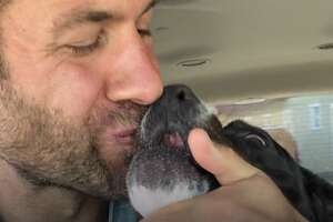 Scared Pittie Gets So Happy When He Meets This Guy And His Pack Of Dogs