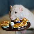 Woman Cooks Her Rats Miniature Versions Of Her Meals