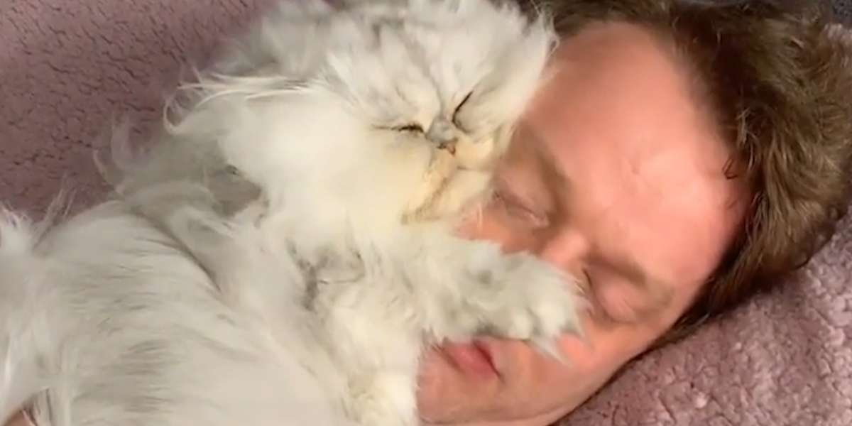 Fluffy Cat Wants To Sit On His Dad At All Times Videos The Dodo