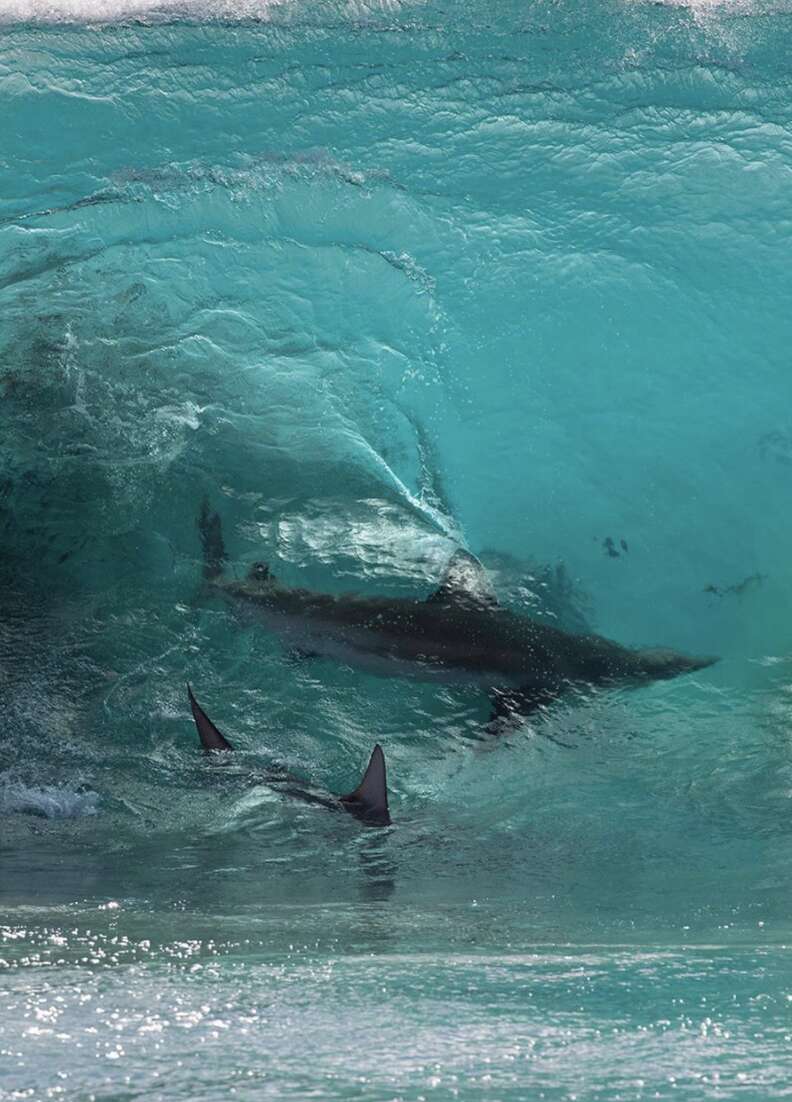 shark following surfer in wave