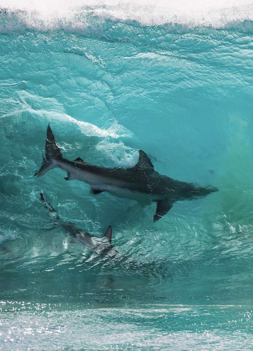 surfing sharks