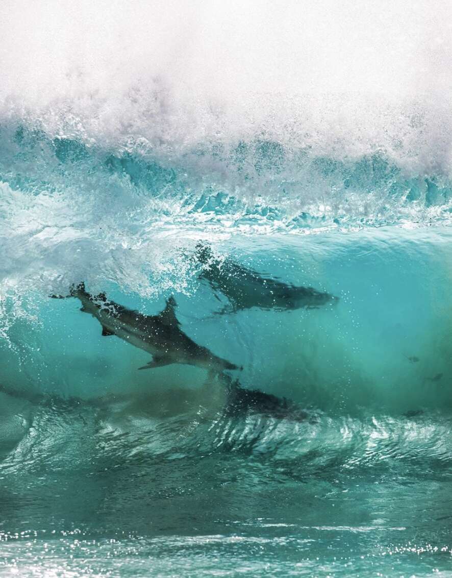 surfing sharks 