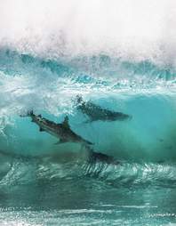 surfing sharks 