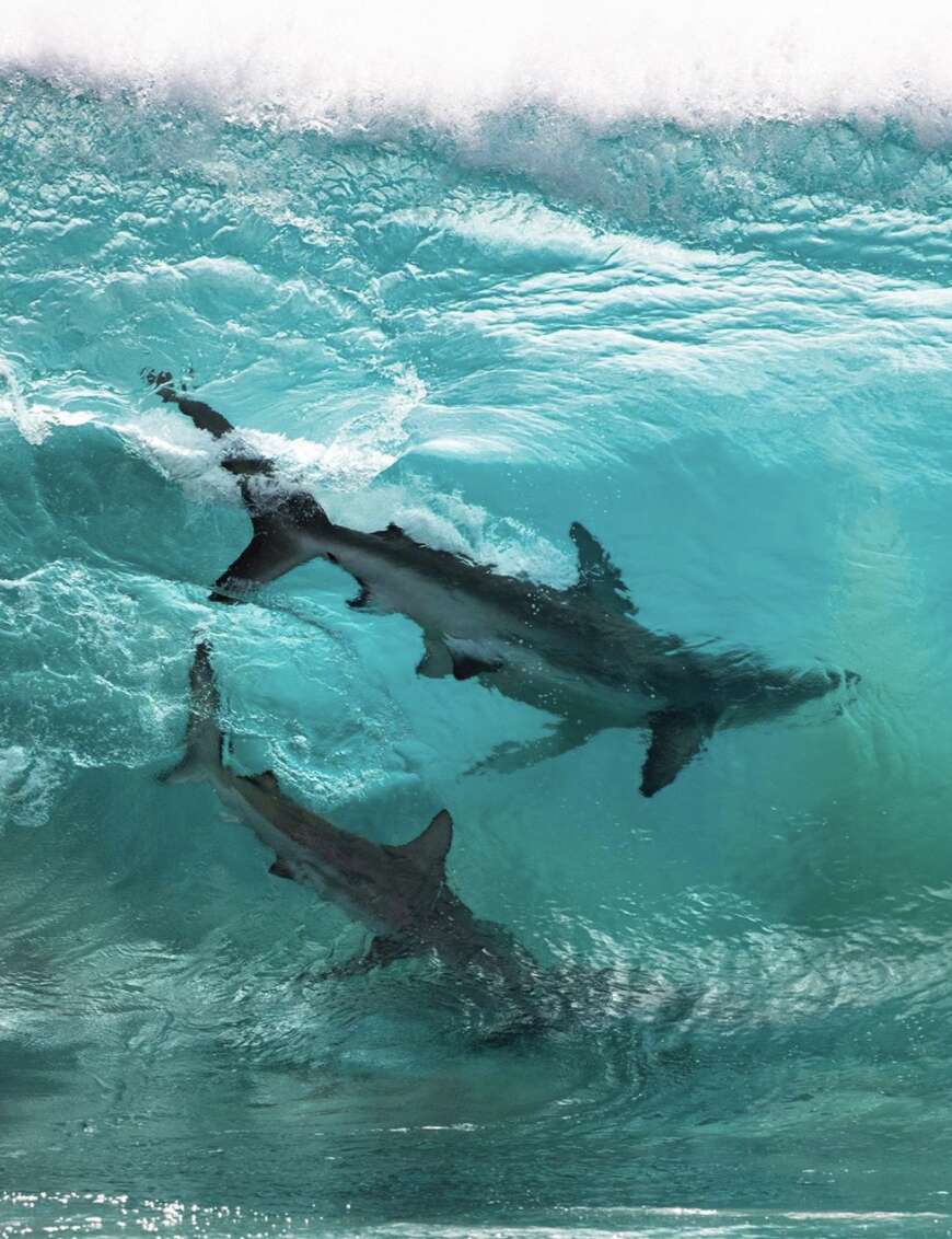 sharks surfing