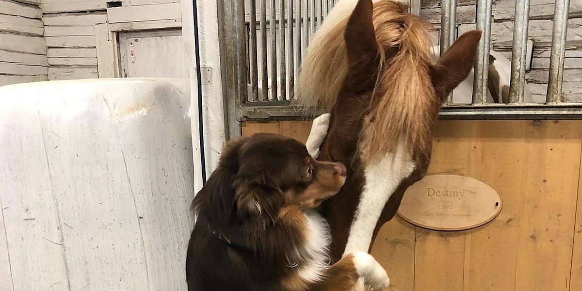 Dog And Horse Love Hugging Each Other - Videos - The Dodo