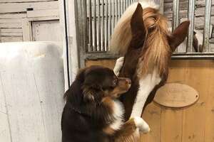 Dog And Horse Love Hugging Each Other