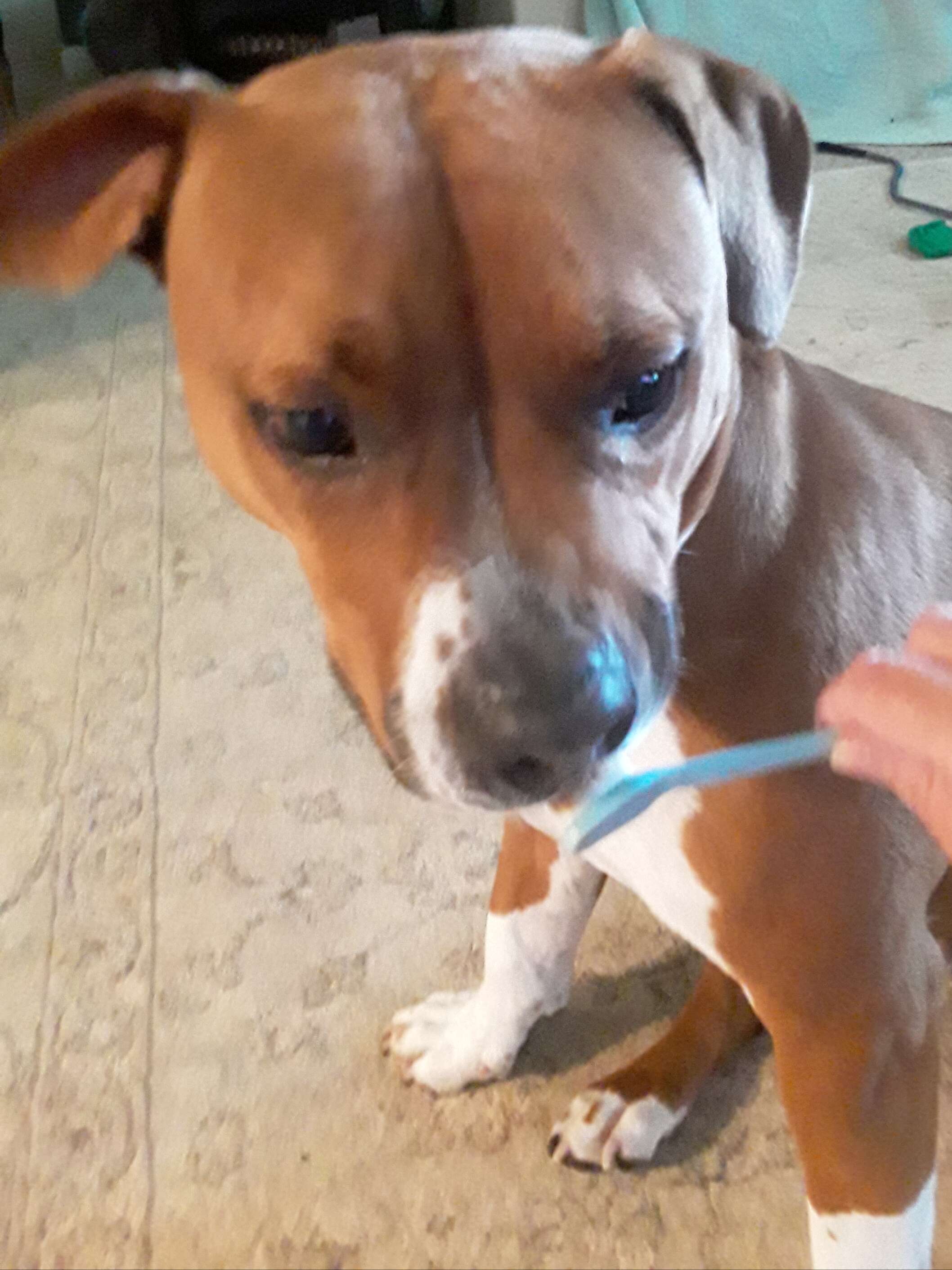 dog loves brushing teeth