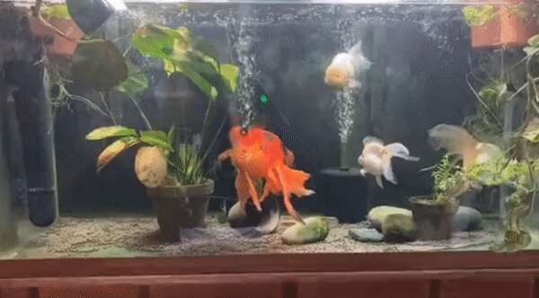 Woman Sees Saddest Goldfish At Pet Store — And Changes His Life - The Dodo