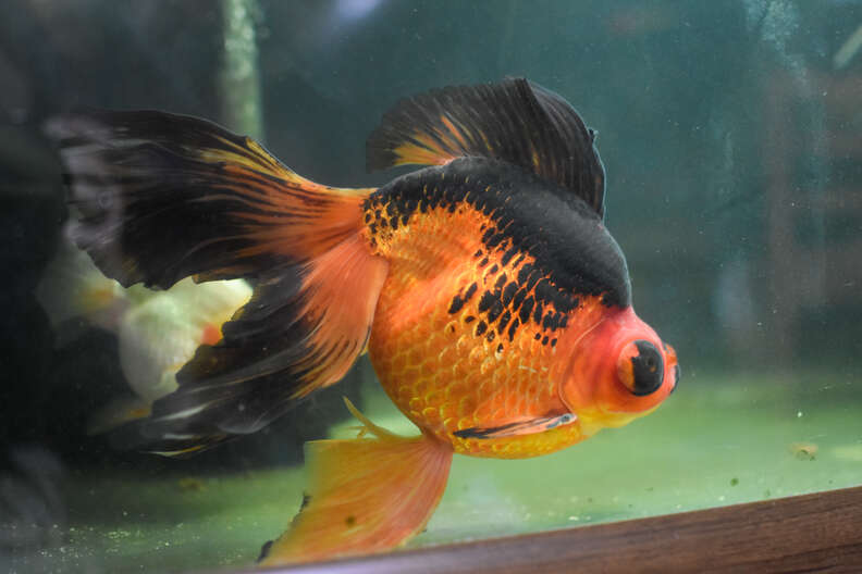 Woman Sees Saddest Goldfish At Pet Store — And Changes His Life - The Dodo