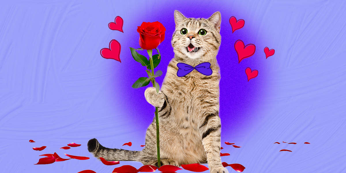 Does My Cat Love Me? DodoWell The Dodo