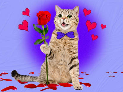 My cat loves hot sale me