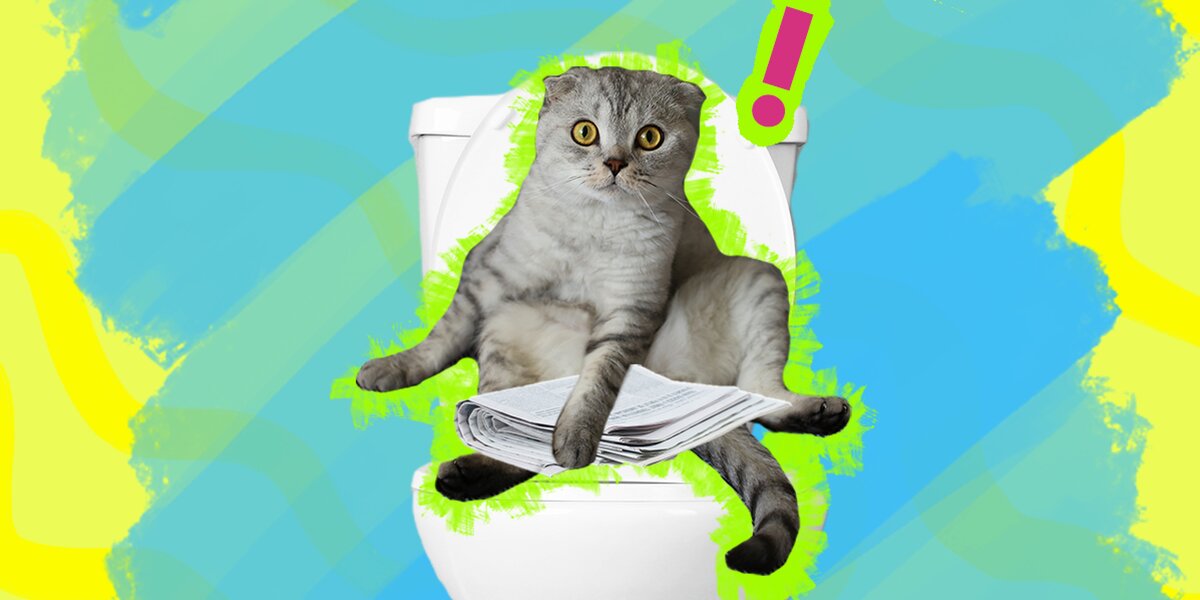 Teach cat to flush 2024 toilet