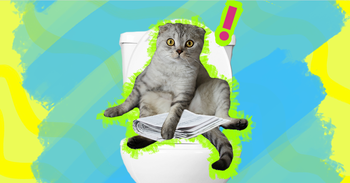 Should I Train My Cat To Use The Toilet DodoWell The Dodo