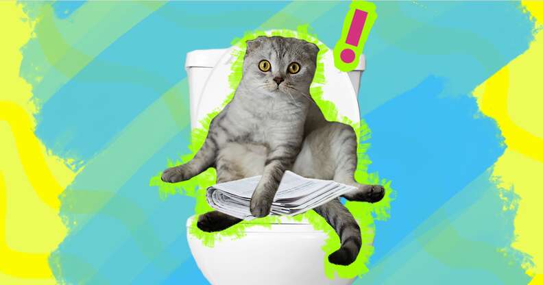 Cat sitting on toilet