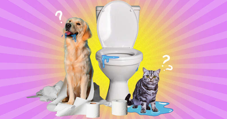 Dog and Cat drinking toilet bowl water