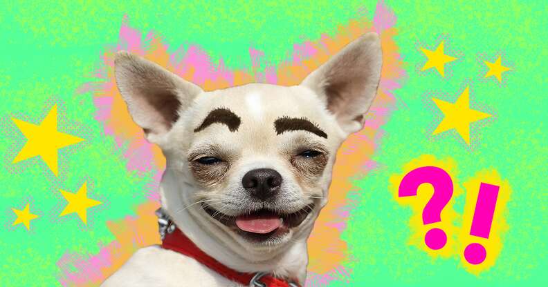 Dog with eyebrows