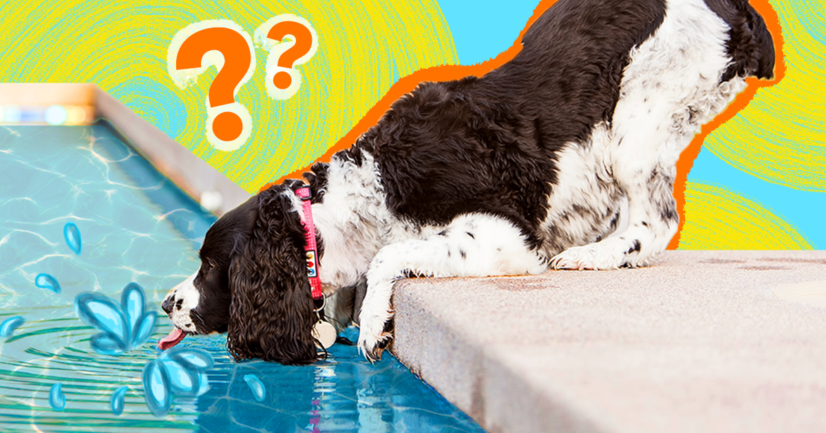 is it ok for a dog to swim in a saltwater pool