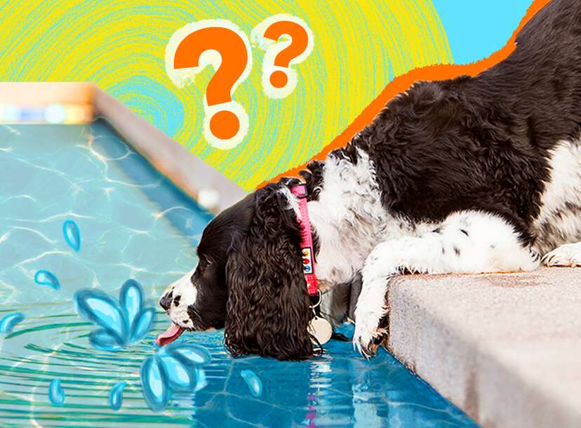 can dogs go in swimming pools