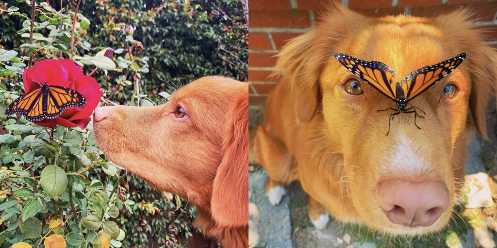 Gentle Dog Is Friends With All The Butterflies In His Garden
