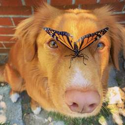 dog and butterflies