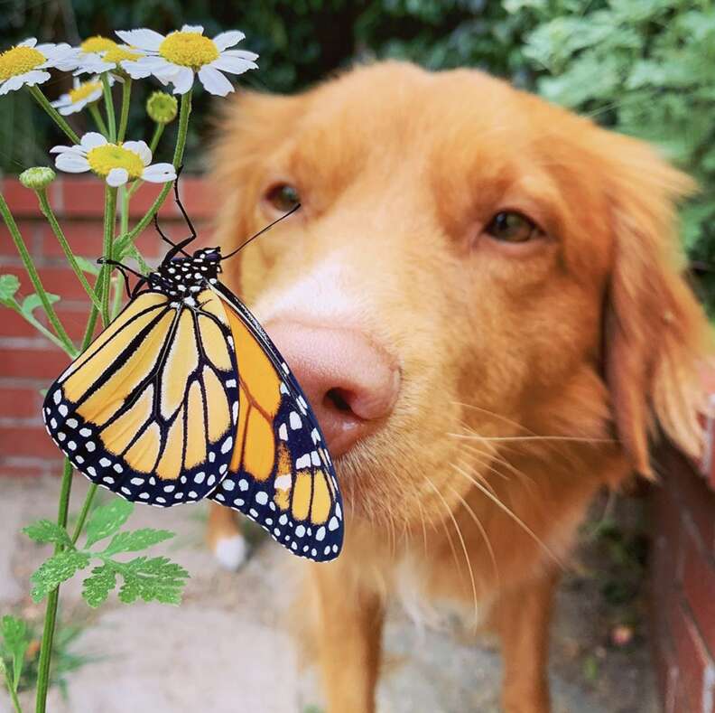 dog and butterflies