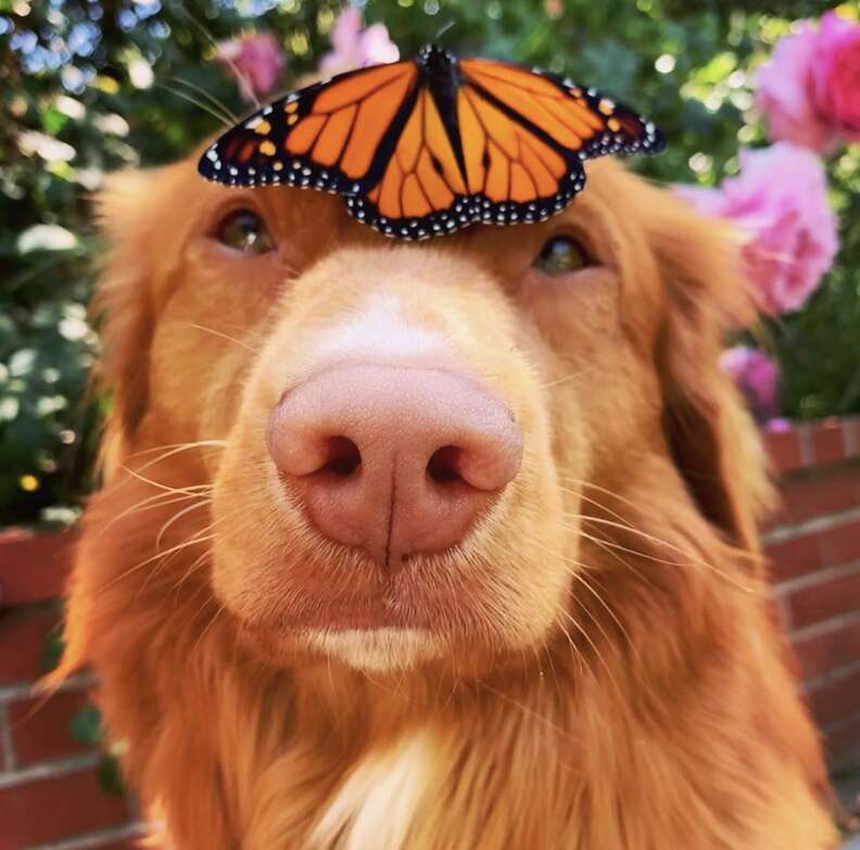 dog and butterflies