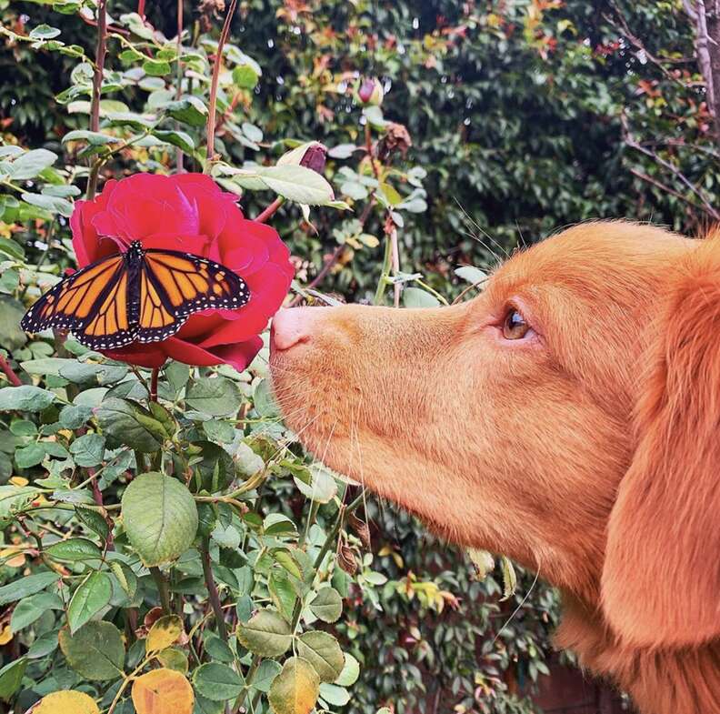 dog and butterflies