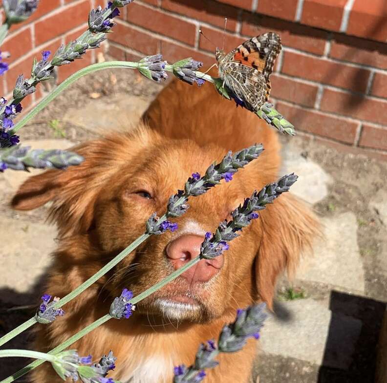 dog and butterflies