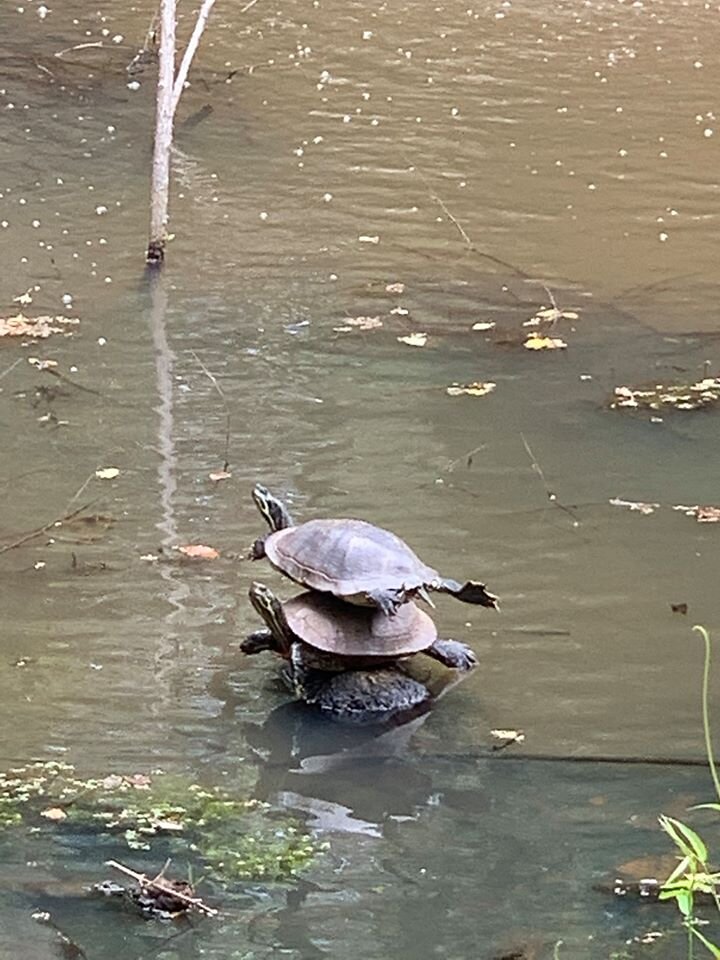 Woman Out For A Walk Randomly Spots A Perfect Stack Of Turtles - The Dodo