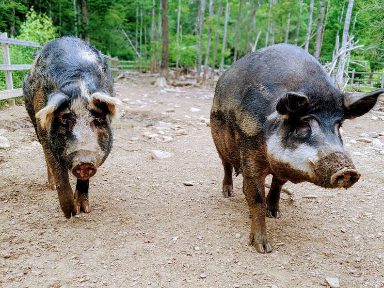Angus the Mangalitsa pig with his friend Wilbur