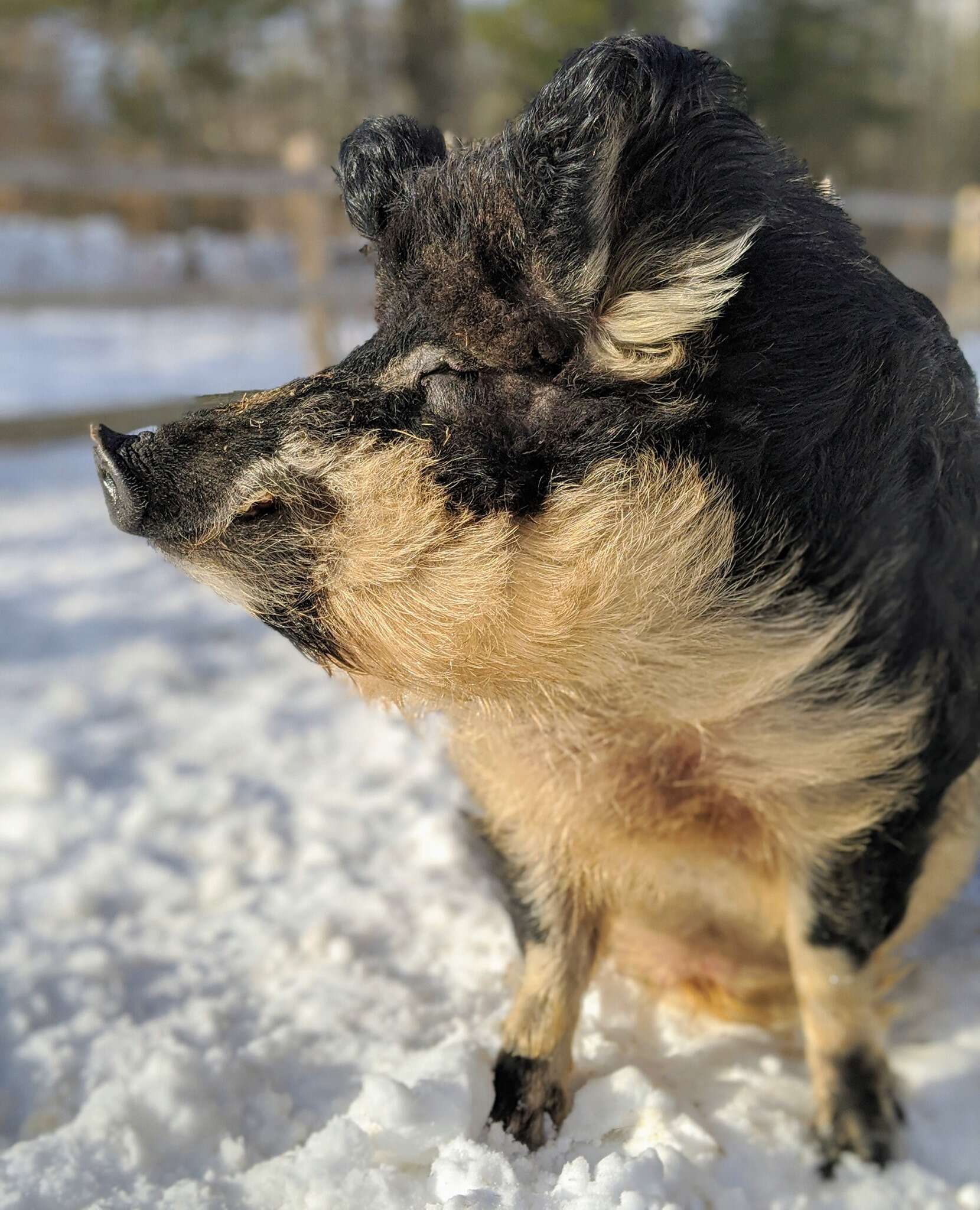 Angus the rescued Mangalitsa pig with a fluffy coat