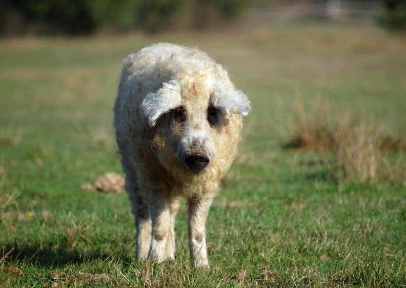 Fluffy mangalitsa pig looks like a sheep