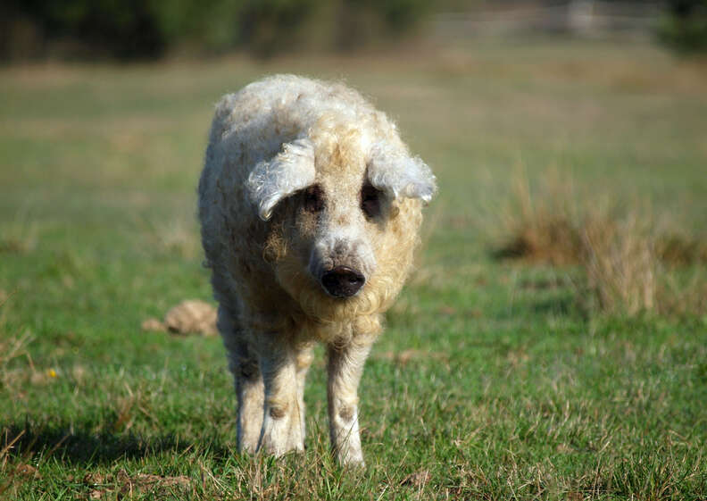 which one of these dogs looks like a lamb