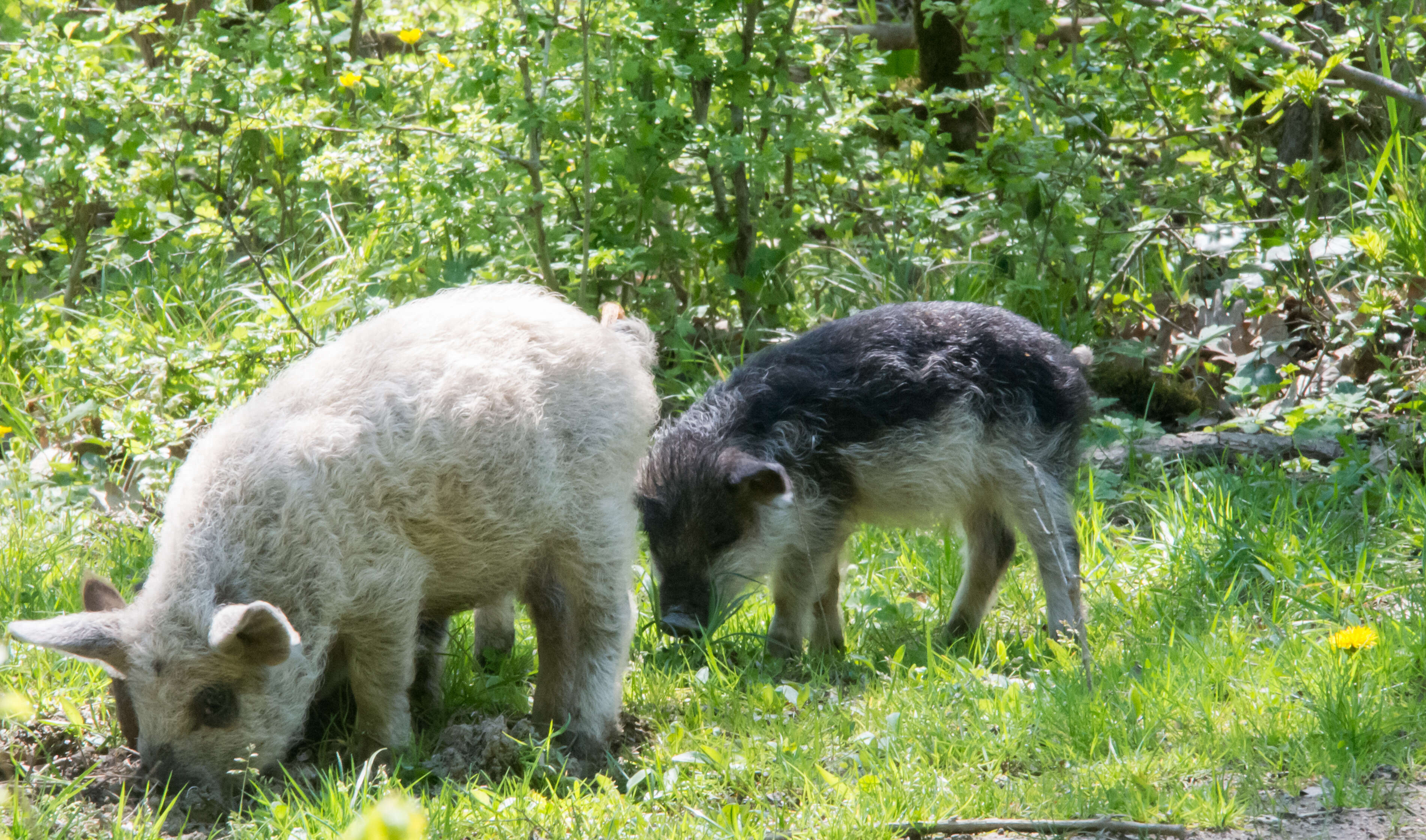 Hairy Hungarian sheep pig graze in the grass