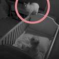 Rescue Cat Sneaks Into His Sister's Crib At Night