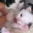 Cat Surprises Her Foster Mom With Kittens
