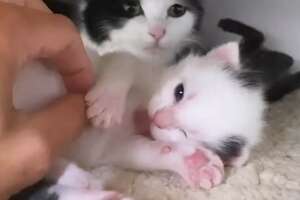 Cat Surprises Her Foster Mom With Kittens