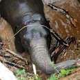 People Find The Smartest Way To Rescue Elephant From 25-Foot Well