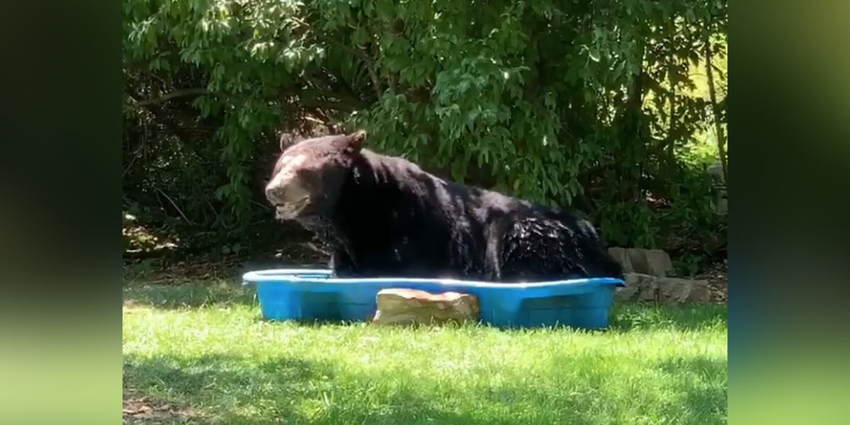 Bear Claims Kiddie Pool As His Own - The Dodo