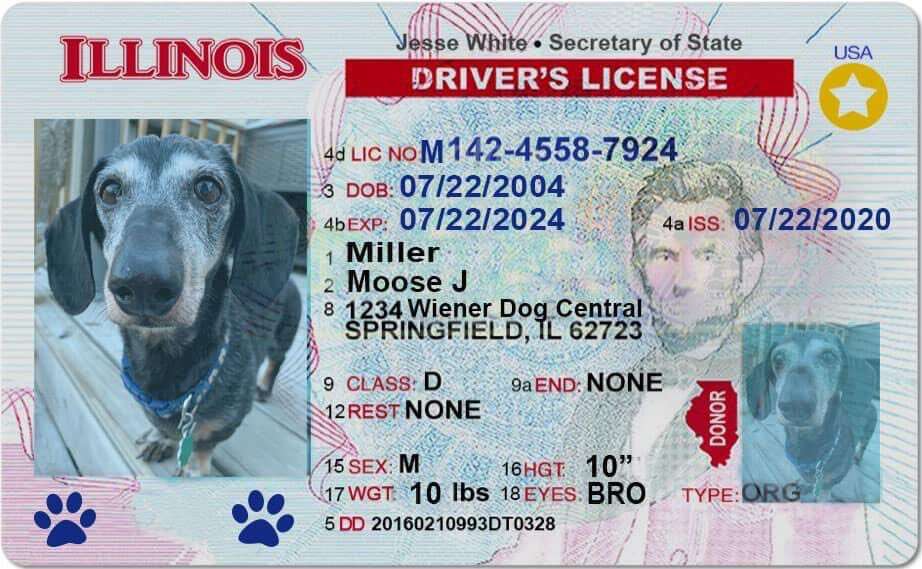 A driver's license for Moose the 16-year-old dog