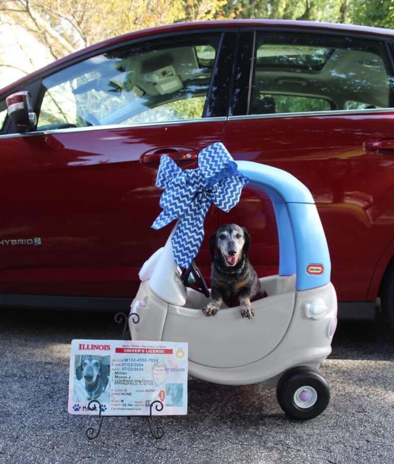 Dog gets his own car and driver's license